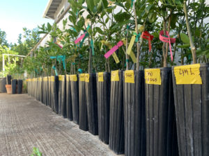 Project Lemon Tree